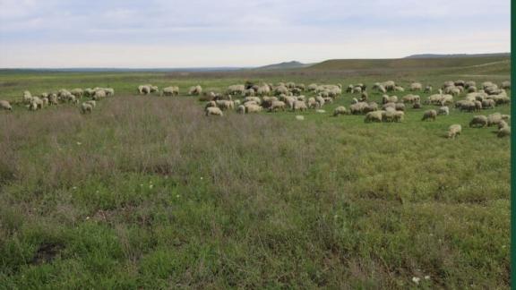 На Ставрополье начался Международный год пастбищ