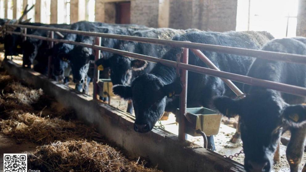 В хозяйствах Кировского округа Ставрополья выросло поголовье крупного рогатого скота