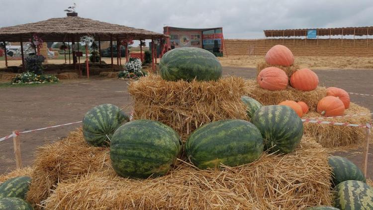 На Ставрополье начался сев бахчевых культур