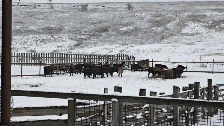 Аграрии Ставрополья заготовили корма для успешной зимовки животных