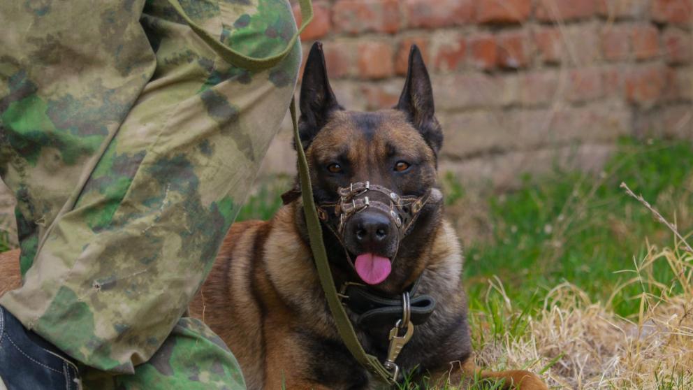 На Ставрополье кинологи Росгвардии готовятся к международным соревнованиям
