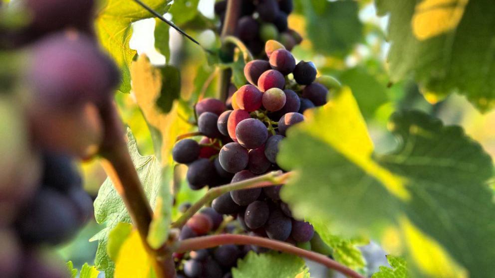 На Ставрополье произвели 4,9 тысячи декалитров вина в 2025 году