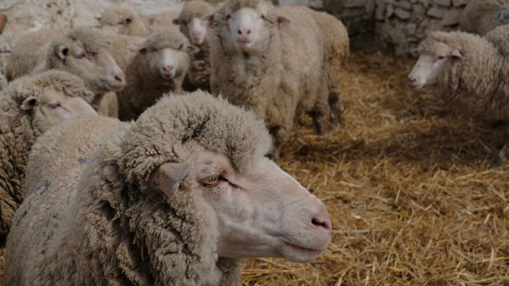 Качество ставропольской шерсти признано лучшим в стране