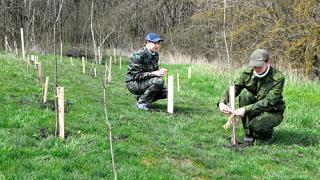 Более ста гектаров лесов высадили на Ставрополье в 2015 году