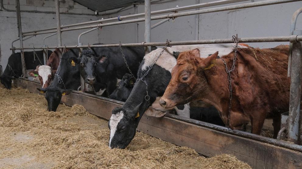 В Ипатовском округе набирает обороты малый агробизнес