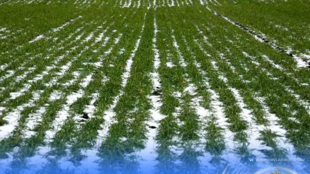 Глава Ставрополья: Морозы не нанесли ущерба посевам