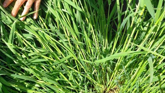 В Изобильненском округе Ставрополья продолжают бороться с вредителями