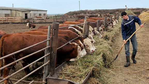 360 млн рублей выделено на поддержку начинающих фермеров Ставрополья