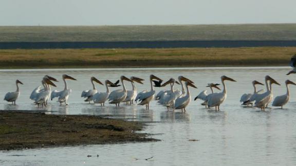 Ставрополье вошло в топ привлекательных регионов для наблюдения за птицами