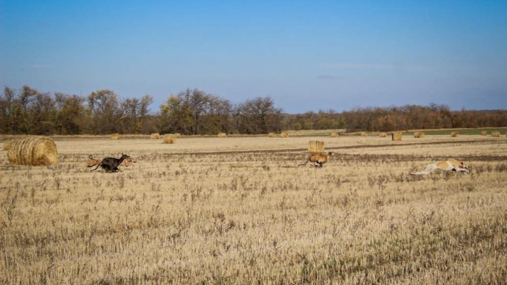 На Старополье завершились соревнования собак породы грейхаунд по зайцу-русаку