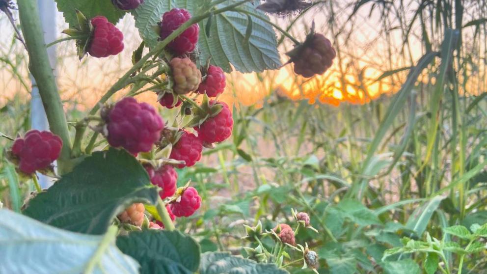 Садоводы и дачные товарищества Ставрополя могут успеть подать заявки на получение субсидии