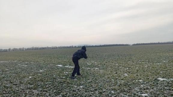 В Кочубеевском округе Ставрополья озимые сельхозкультуры оказались в плену ледяной корки