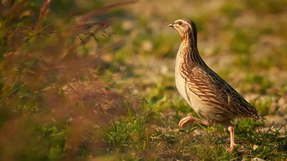 В Ставропольском крае завершаются сезонные охоты