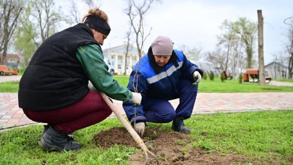 В Будённовском округе Ставрополья заложена аллея платанов 
