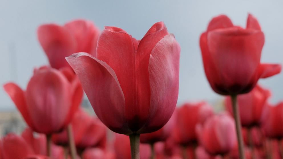 Ставропольцам рассказали, как продлить жизнь букету свежих цветов