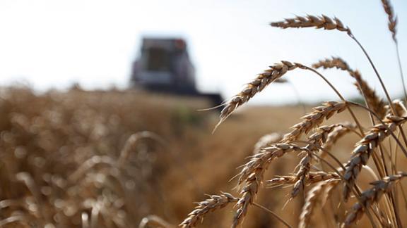 Ставропольский каравай весит более 4,5 миллиона тонн, экватор жатвы пройден