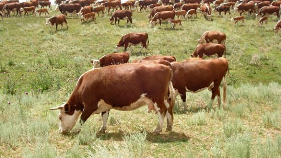 Перспективы племенного животноводства обсудили в минсельхозе Ставрополья