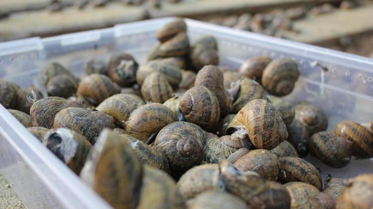 Производство улиток на Ставрополье увеличат до 100 тонн в год