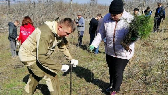 В Грачёвском округе Ставрополья стартовала патриотическая акция «Сад Памяти»