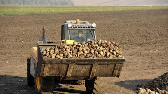 На Ставрополье собрали рекордный урожай сахарной свеклы