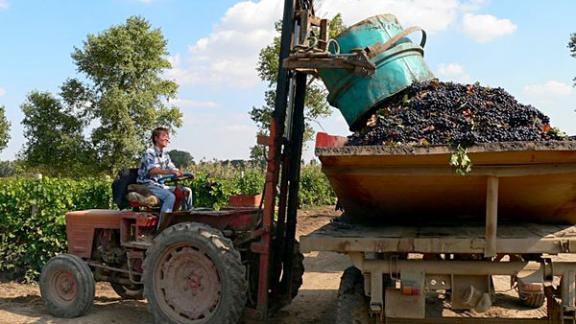 Массовая уборка винограда в самом разгаре на Ставрополье