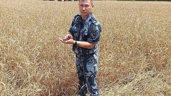 В исправительной колонии на Ставрополье собрали урожай зерна