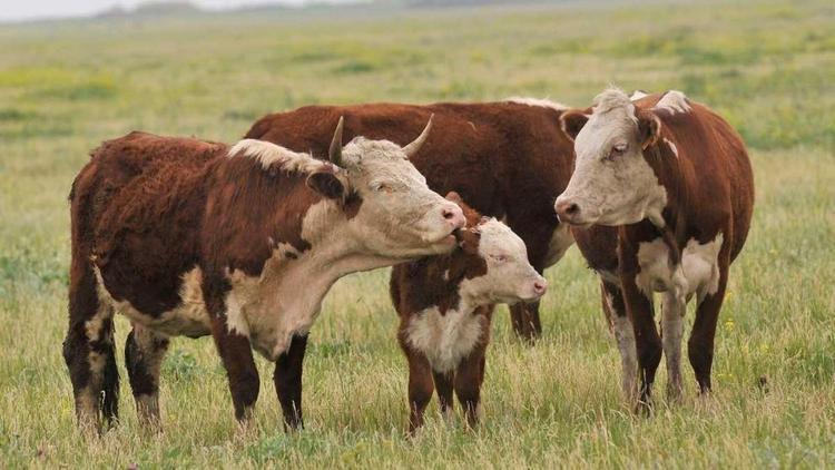 В Благодарненский округ незаконно завезли поголовье рогатого скота