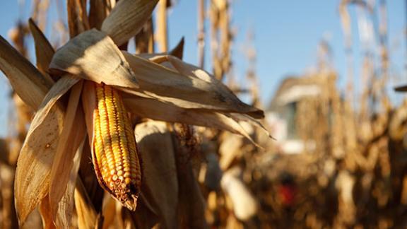 Более 33 тысяч га кукурузы посеяно на Ставрополье