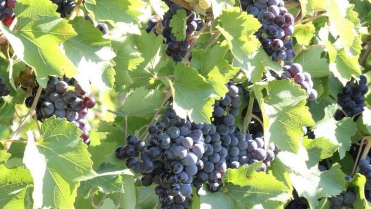 Виноделы на Ставрополье пользуются мерами господдержки