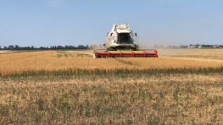 Две тысячи гектаров льна обмолотили в Андроповском округе Ставрополья