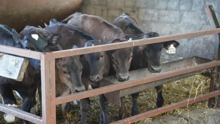 Малый агробизнес Ставрополья в 2025 году получил более 180 млн рублей господдержки