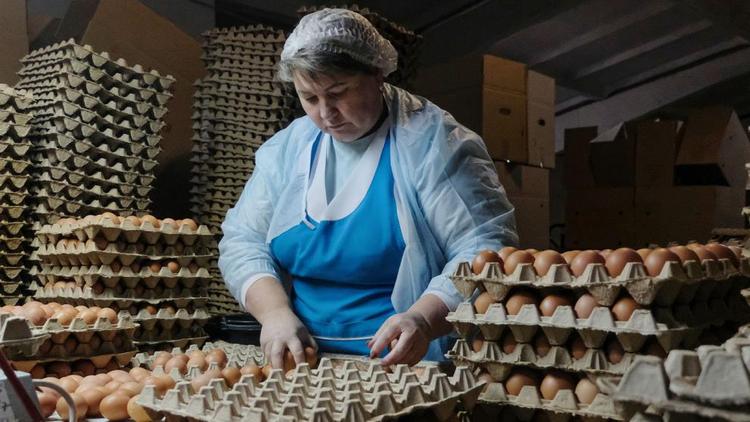 Производители куриных яиц Ставрополья получат господдержку