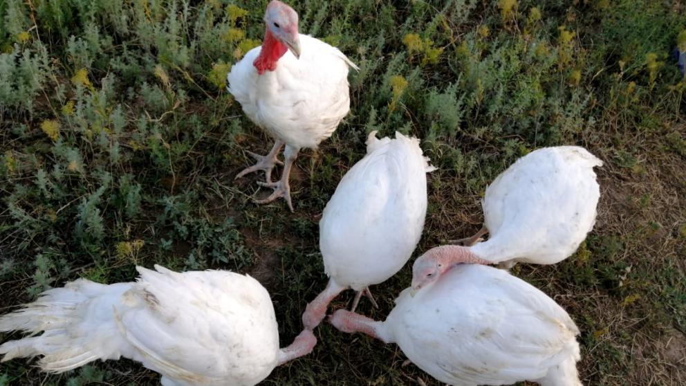 Ставропольское предприятие по производству индейки внедряет бережливые технологии