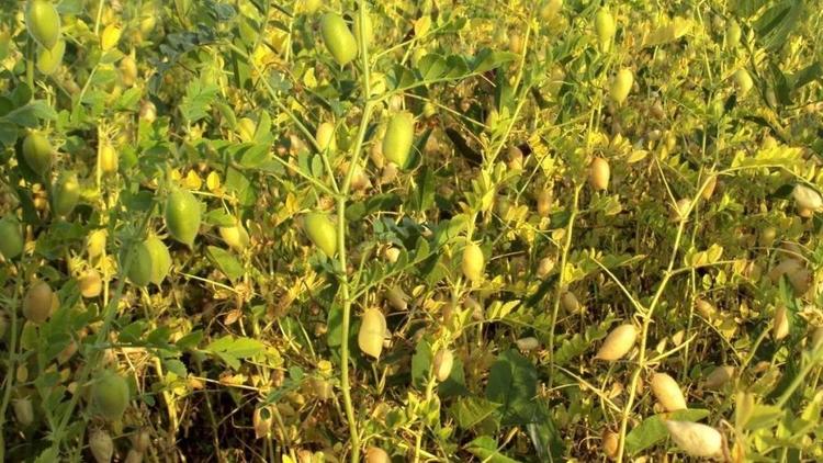На Ставрополье завершилась уборка зерновых и зернобобовых культур