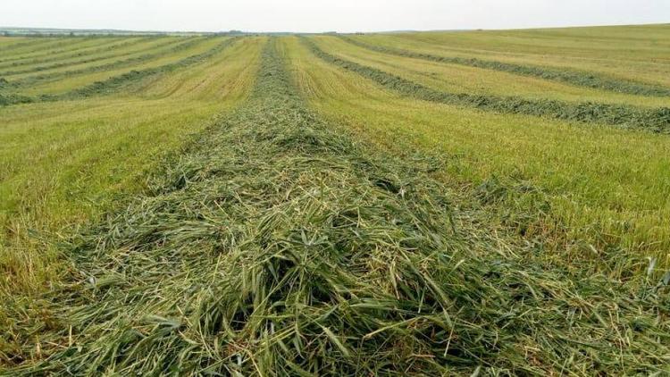 На Ставрополье ведётся заготовка кормов для сельхозживотных