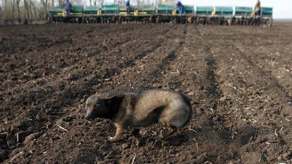 Нарушители земельного законодательства в Изобильненском районе привлечены к ответственности