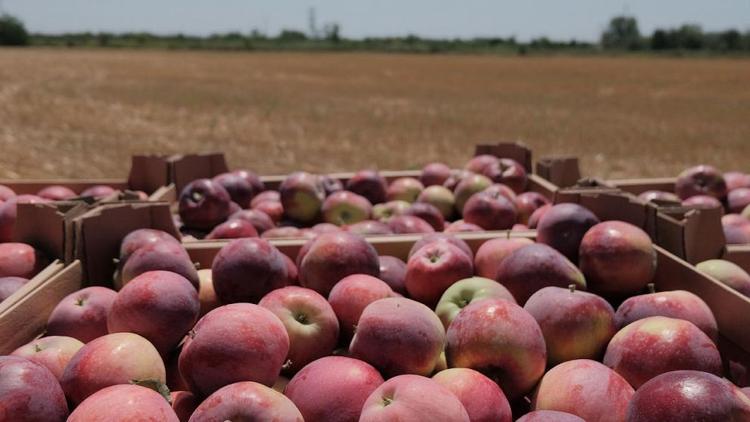 На Ставрополье собрано более 74 тонн яблок