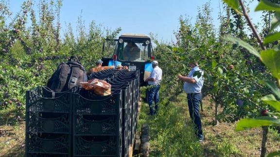 В Александровском округе Ставрополья приступили к сбору слив