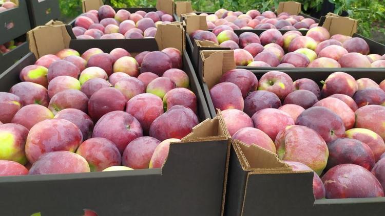 Фермер из Предгорного округа Ставрополья собирает до 20 тонн яблок в день