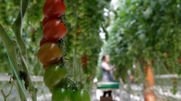 Ставрополье вошло в число лидеров регионов России по производству тепличных овощей