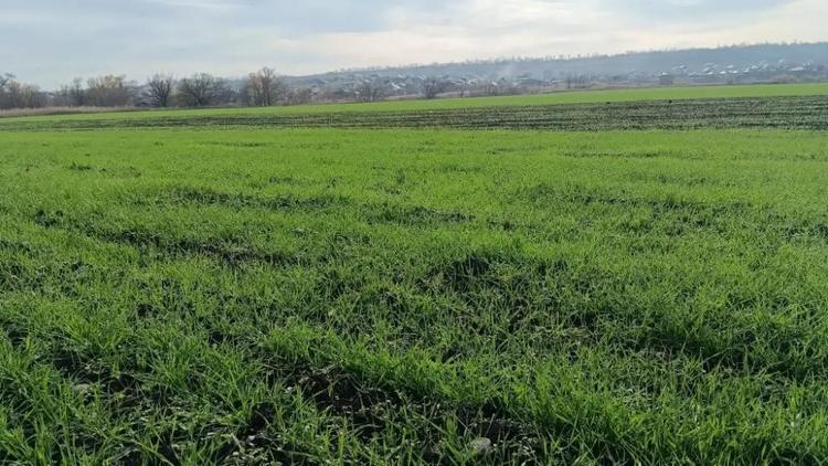 На Ставрополье тёплая погода благоприятно повлияла на развитии озимых