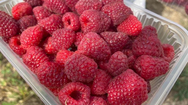 Аграрии Ставрополья делают ставку на развитие ягодной отрасли
