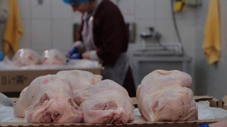 Ставропольская курятина отправится на экспорт без задержек