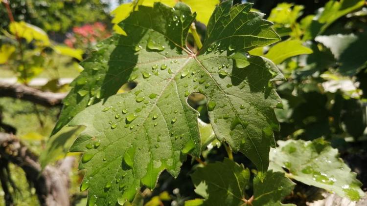 Господдержка помогает на Ставрополье развивать виноградарство