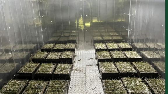 Ученые Ставрополья испытывают сортообразцов мягкой озимой пшеницы на морозостойкость