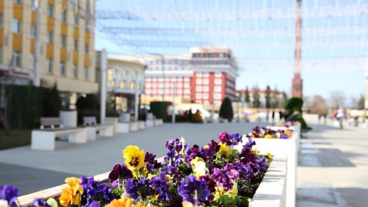 В Ставрополе к концу недели клумбы украсят 40 тысяч цветов виолы