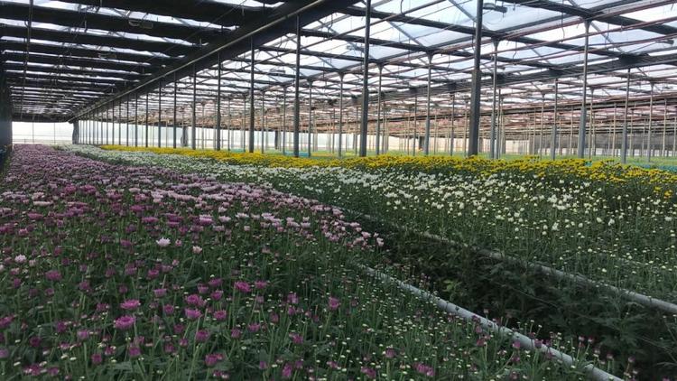 На Ставрополье за год выращивают свыше 2,5 млн хризантем