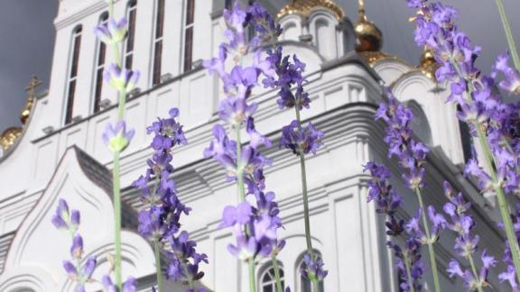 Сто кустов лаванды высадили рядом с Покровским собором в Невинномысске