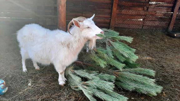 Новогодние ёлки в Пятигорске отдали на корм козлам и кенгуру
