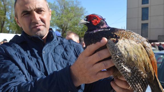 9-килограммового кролика и диковинных кур привезли на выставку в Дивное